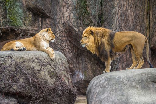 A scenic view of two lions in Brookfield Zoo in Chicago, USA