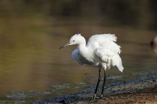 Autumn migrant Little egret, Egretta garzetta, plumage fluffed-up while foraging when stopping-over. Ghadira Nature Reserve, Malta, Mediterranean