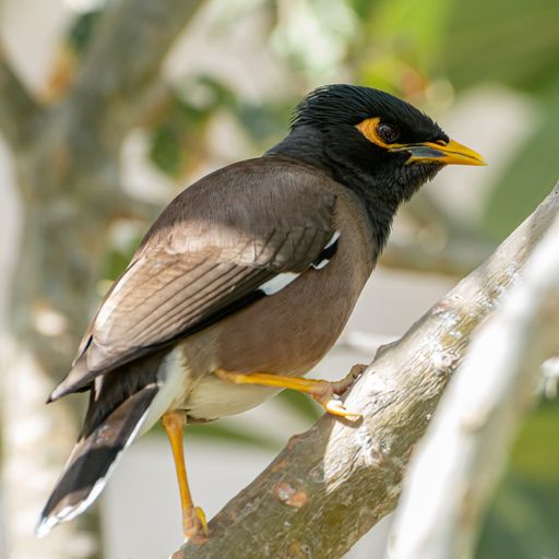 A shallow focus of a Common myna looking sharp standing on a tree branch with blurred sunny background