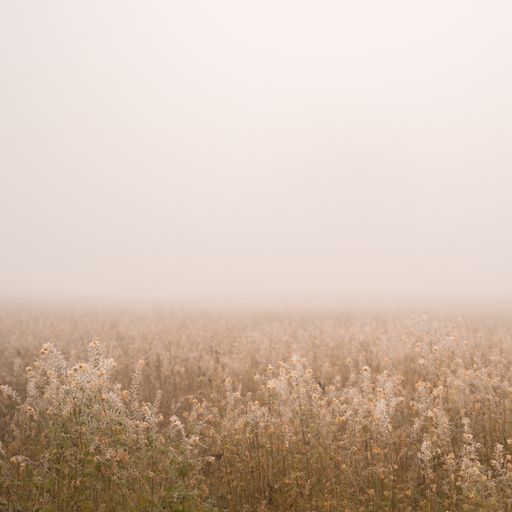 The beautiful view of the light brown field covered with fog.
