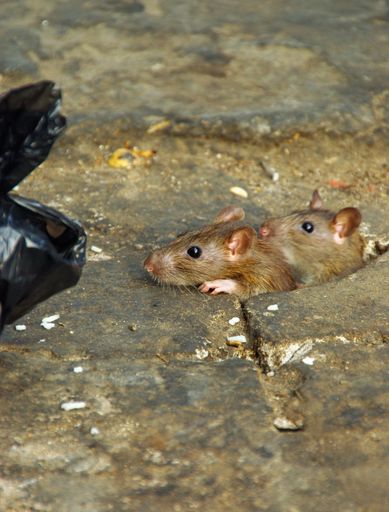 A vertical shot of two rats about to dive into a garbage bag