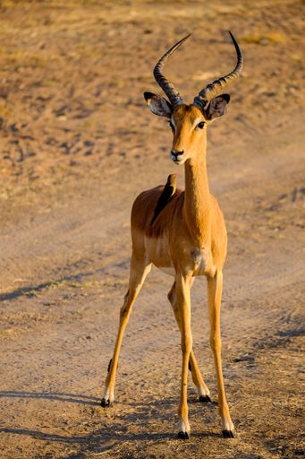 A vertical shot of an antelope standing on the ground in safari