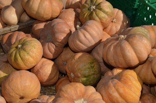 The organic pumpkins in a market