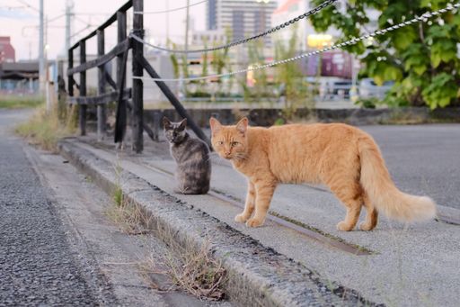 A close shot of street cats looking at the camera standing on a sidewalk with a blurred background