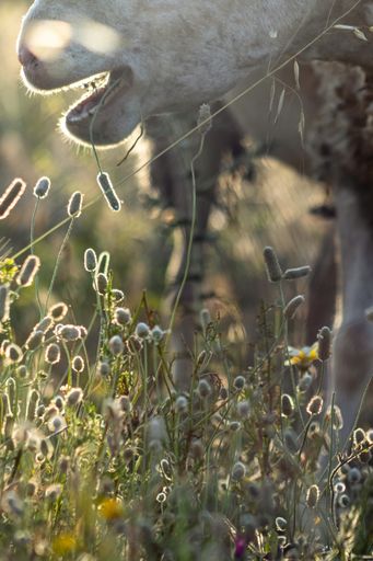 A vertical closeup shot of a white sheep grazing in a beautiful field