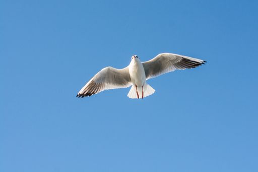 A low angle shot of a white gull flying on a blue sky