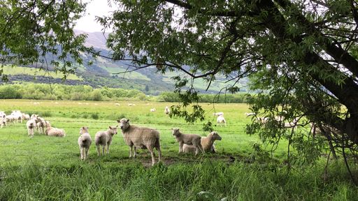 A beautiful landscape view of Charollais sheep group grazing in the green grass and trees on a sunny day