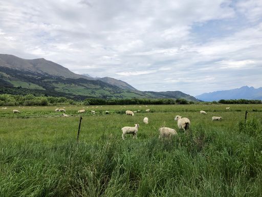 A beautiful landscape view of Charollais sheep group grazing in the green grass and trees on a sunny day