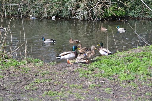 Some ducks in the water and on the ground in the forest.