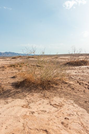 A vertical shot of a desert on a sunny day in the west of China