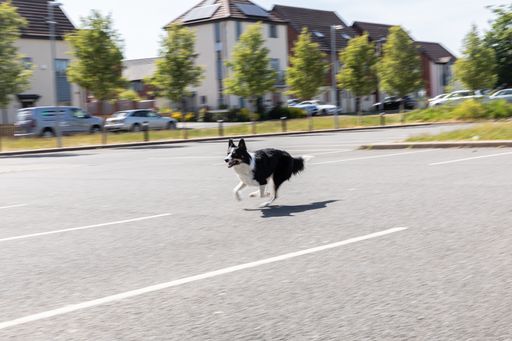The cute and adorable Welsh Sheepdog running outside