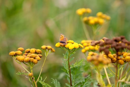 A butterfly standing in the Tansy flowering plant selective focus shot