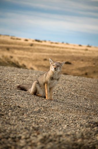 A vertical shot of a Coyote sitting on the ground under a blue cloudy sky