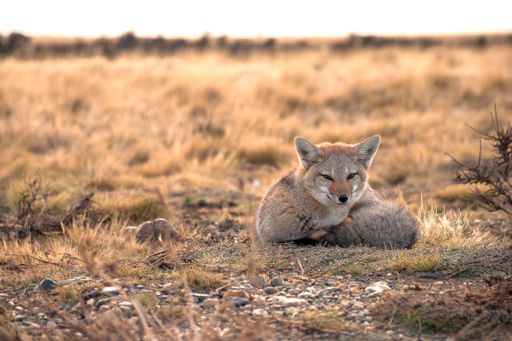 A beautiful Coyote lying on the grassy ground on a sunny day