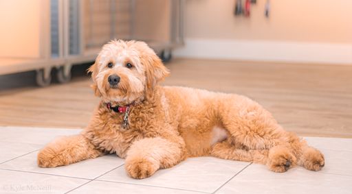A selective focus shot of a Labradoodle relaxing on the floor