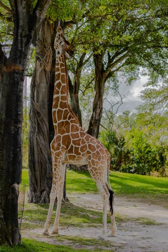 A vertical shot of a giraffe reaching the top of the trees to eat leaves