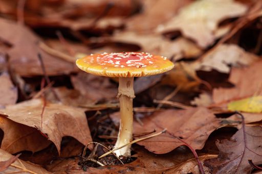 A selective focus shot of a yellow mushroom growing  among the fallen dry leaves