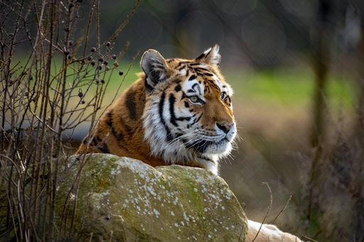 A selective focus shot of an amur tiger in the zoo