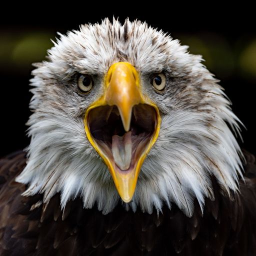A selective focus shot of a Bald Eagle