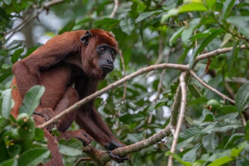 A howler monkey on a tree branch