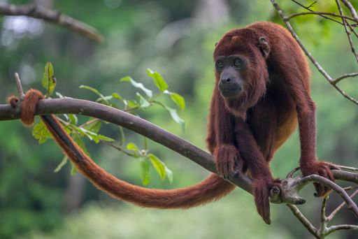 A Howler monkey in Amazon Jungle