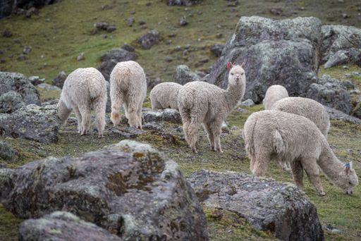 Seven alpacas in Cusco Peru