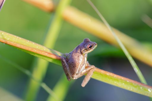 A top view shallow focus shot of a Rana frog sitting on a plant