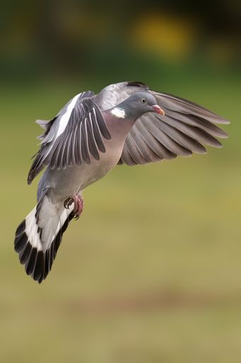 A vertical shot of a flying wood pigeon on a blurred background