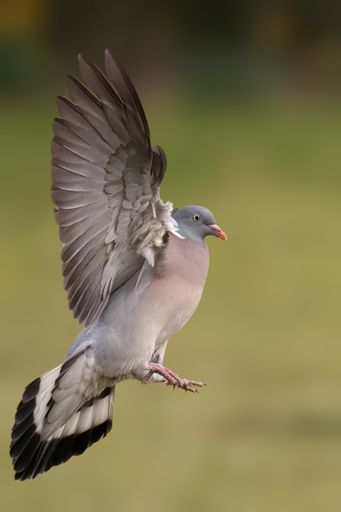 A vertical shot of a flying wood pigeon on a blurred background