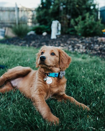 A vertical shot of a cute puppy wearing a blue collar and lying on the grass