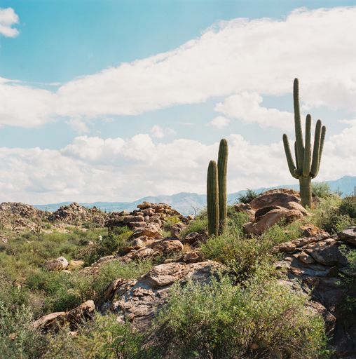 A beautiful view of Saguaro cactus plants in the Saguaro National Park, Arizona, USA with a blue sky