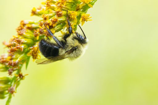 Extreme close up of a Common Eastern Bumble Bee climbing a branch of yellow flowers