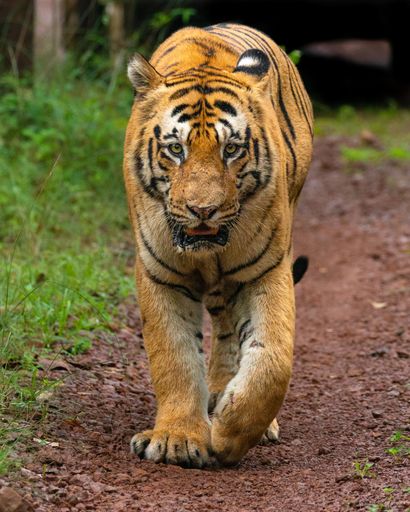A vertical shot of a powerful tiger walking in Tadoba National Park, India