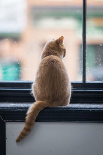 A closeup of an adorable domestic cat in a room