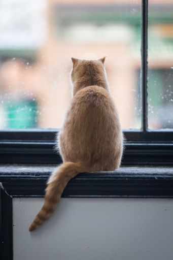 A closeup of an adorable domestic cat in a room