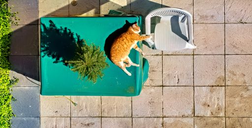 A high angle shot of a cat lying on a table, sunbathing on a terrace.  Concept of tranquility, and relaxation