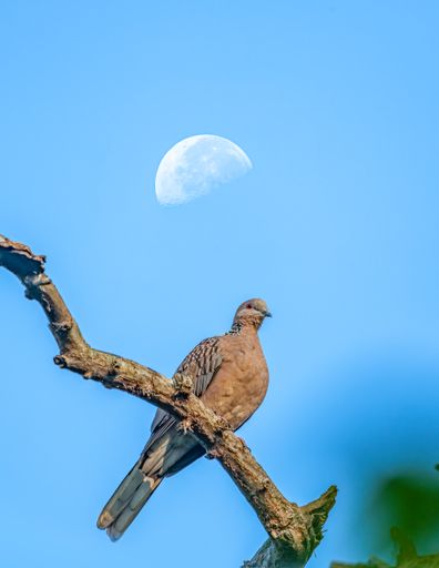 A vertical shot o f dove perched on a branch against a blue sky with the moon