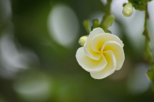 A closeup shot of a blooming frangipani flower