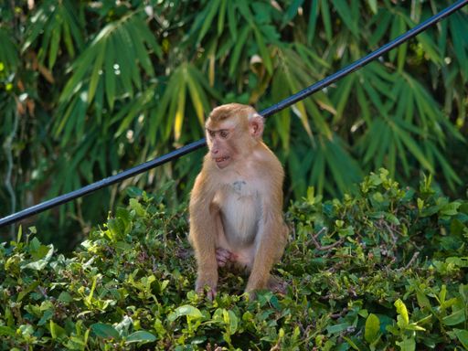 A closeup shot of rhesus macaque in the nature