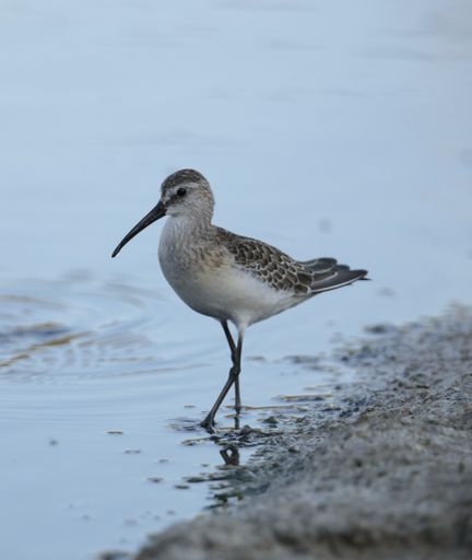 Foraging Curlew sandpiper Calidris ferruginea  in winter plumage, stopping over on autumn migration searching for prey. Ghadira Nature Reserve, Malta,