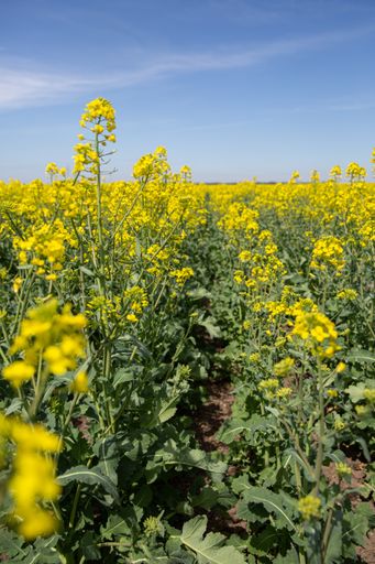 A field of Oilseed rape (Brassica napus) flowers