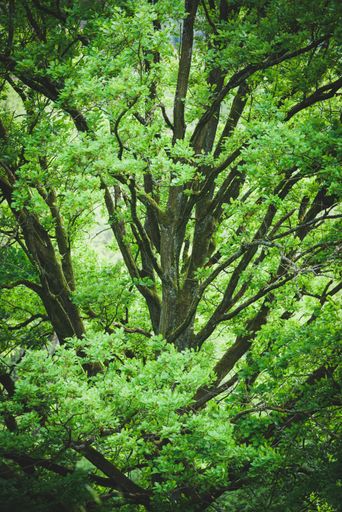 A vertical shot of the thick green tree with leaves in the forest