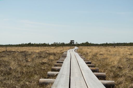 A wooden pathway in Marimetsa Nature Reserve, Estonia
