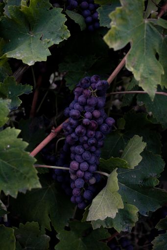 A vertical shot of black grape hanging on a grape bush