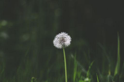 A shallow focus shot of a sole dandelion isolated in a green field