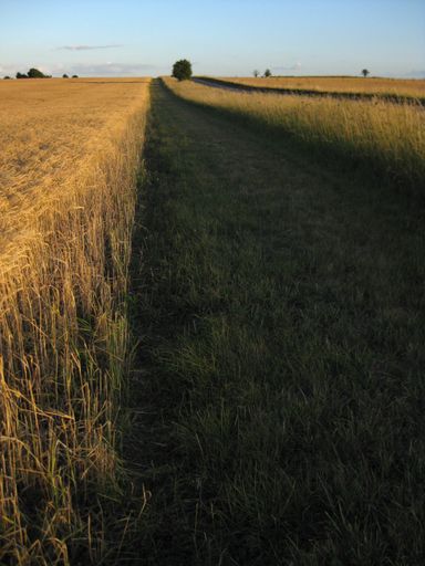 A vertical shot of a pathway in the middle of dry grassy field under a clear blue sky