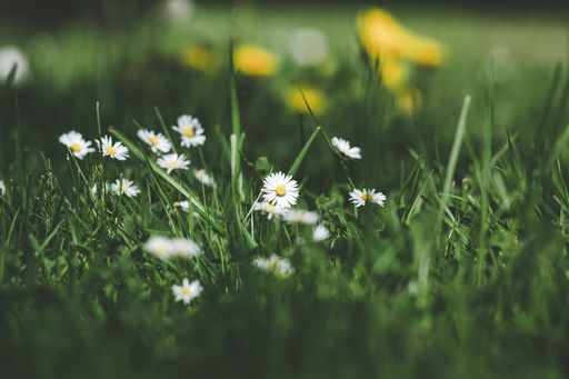 A selective focus shot of beautiful daisies in a  blurry green background