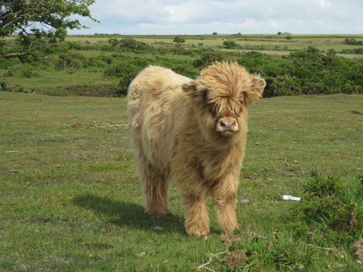 A closeup shot of a hairy cow standing in a grassy field with a blurred background at daytime