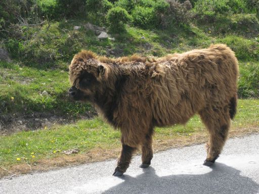 A close shot of a hairy cow walking near grassy field at daytime