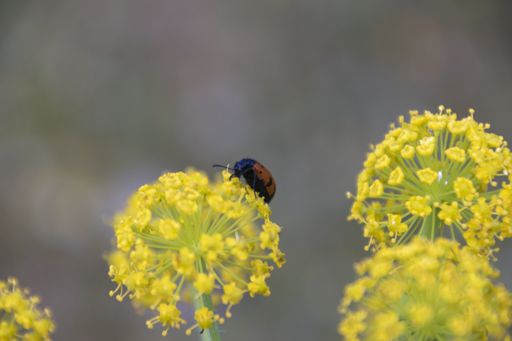 A selective focus shot of a ladybug on yellow flower